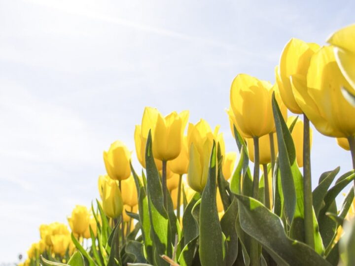 Warszawska wiosna w pełnym kolorze: ponad 5 milionów kwiatów zdobi stolicę