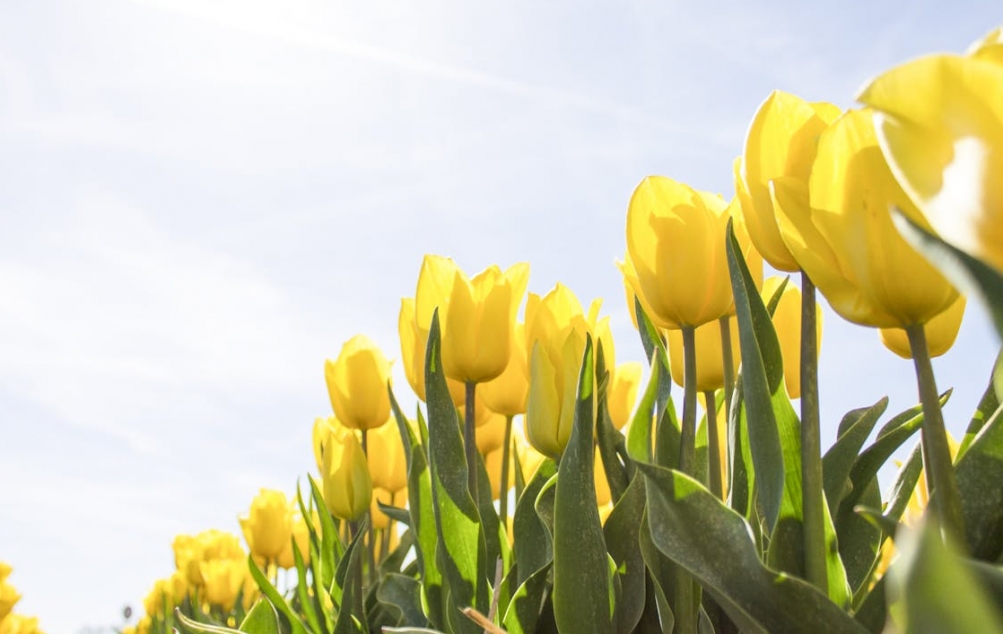 Warszawska wiosna w pełnym kolorze: ponad 5 milionów kwiatów zdobi stolicę