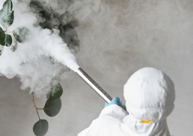 Skąd się biorą pluskwy w domu i jak się ich pozbyć?